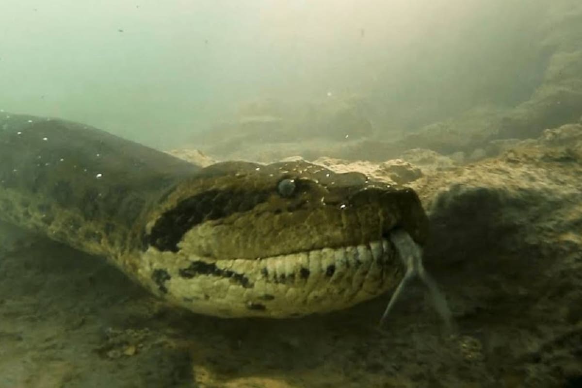 El impactante reptil se mostró calmo ante la presencia de los buceadores.