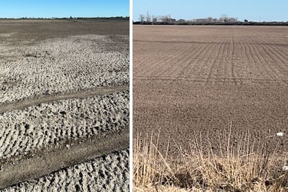 El impacto de la sequía afectó los lotes de cebolla temprana