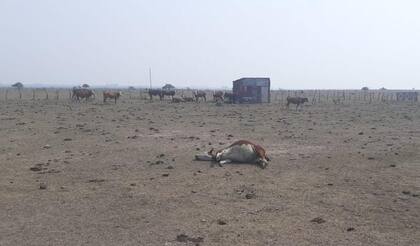El impacto de la sequía en La estancia “La Concepción”