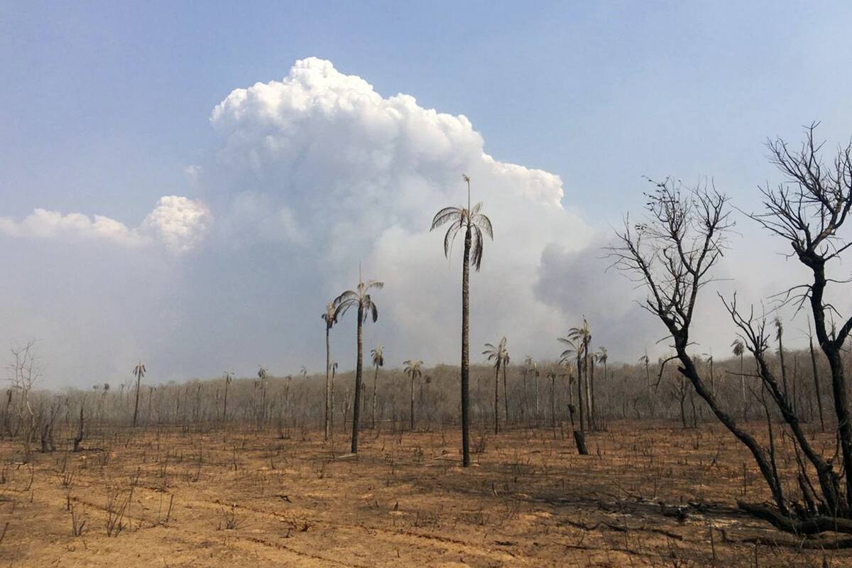 El impacto de las llamas en el área amazónica de San José de Chiquitos