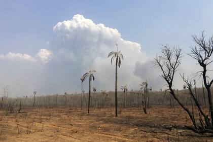 El impacto de las llamas en el área amazónica de San José de Chiquitos
