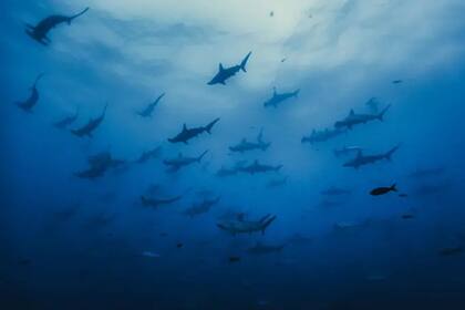 El impacto humano sobre los océanos se habrá duplicado para 2050