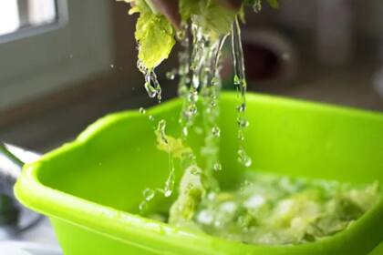 El importante desinfectar adecuadamente la lechuga