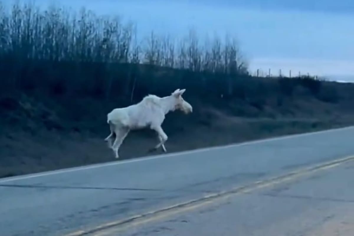 El impresionante alce albino que se vio en medio de una ruta en Canadá