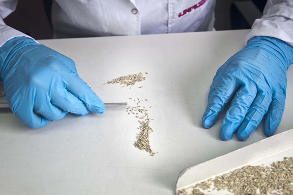 El Inase es autoridad de aplicación de la ley de semillas y realiza tareas de fiscalización, registro y control en la materia