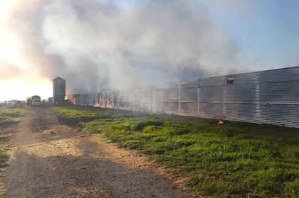 El incendio se inició en uno de los galpones preparados para la cría