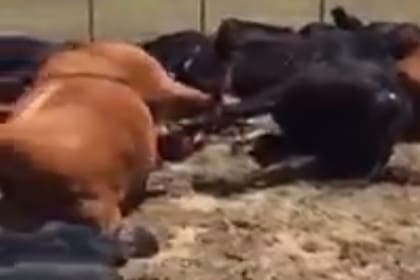 El incidente tuvo lugar el viernes pasado en una zona rural cerca de la ciudad de Quehué