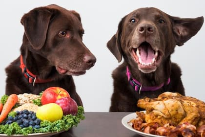 El increíble alimento que se convirtió en la comida favorita de los perros