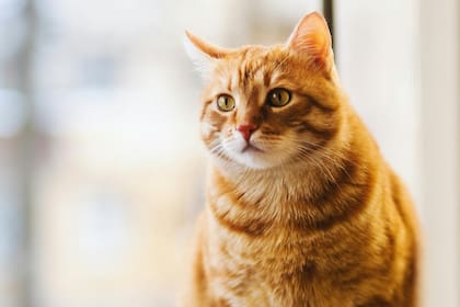 El increíble caso de Rémi, el gato naranja que recibió una orden de alejamiento por parte de su vecino
