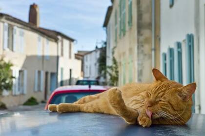 El increíble caso de Rémi, el gato naranja que recibió una orden de alejamiento por parte de su vecino