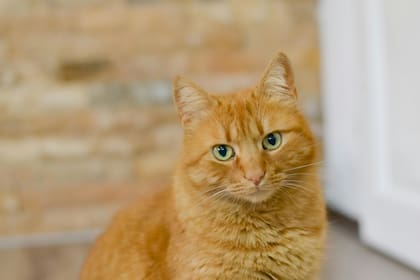 El increíble caso de Rémi, el gato naranja que recibió una orden de alejamiento por parte de su vecino