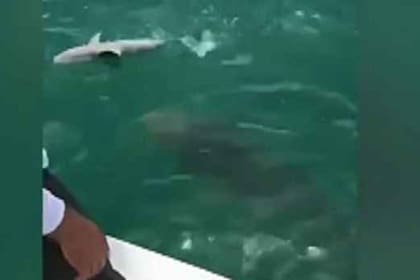 El increíble momento fue registrado por un capitán desde su embarcación