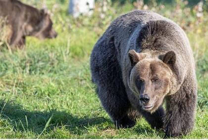 El incremento de los ataques de osos se atribuye a la escasez temporal de nueces y bellotas, principales alimentos para estos animales (foto ilustrativa) BOB HUBNER, WSU PHOTO SERVICES