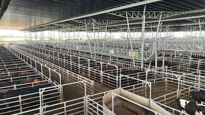 El Índice General de Mercado Agroganadero fue de $2312,100, mientras que el peso promedio general resultó de 420 kilos