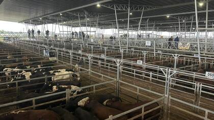 El Índice General de Mercado Agroganadero fue de $2164,260