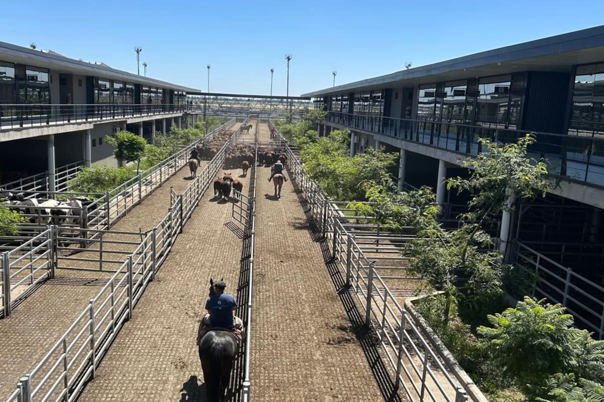 El Índice General del Mercado Agroganadero fue de $2143,314, mientras que el peso promedio general resultó de 407 kilos