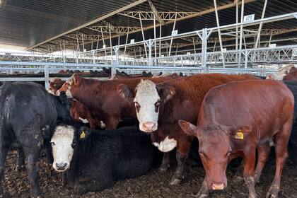 El Índice Novillo acumuló un alza semanal del 8,51%, al pasar de 611,697 a 663,768 pesos por kilo