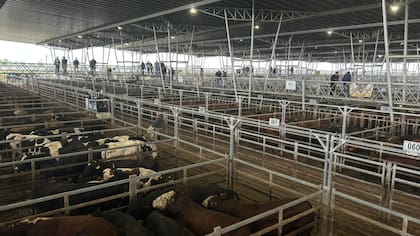 El Índice Novillo del Mercado Agroganadero quedó en $2974,656