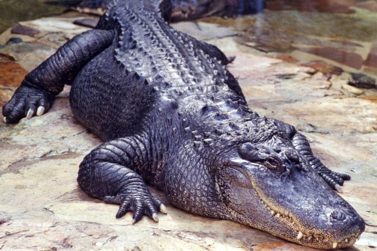 El inesperado ataque de un cocodrilo en Carolina del Sur terminó con una víctima fatal: Nancy Becker, de 88 años