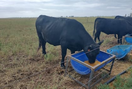 El informe de INTA indicó que también se evaluó una segunda estrategia orientada a mejorar la sostenibilidad de la cadena de producción: la incorporación de granos de destilería secos (GDS), un subproducto de la industria del bioetanol de maíz, en la alimentación de bovinos