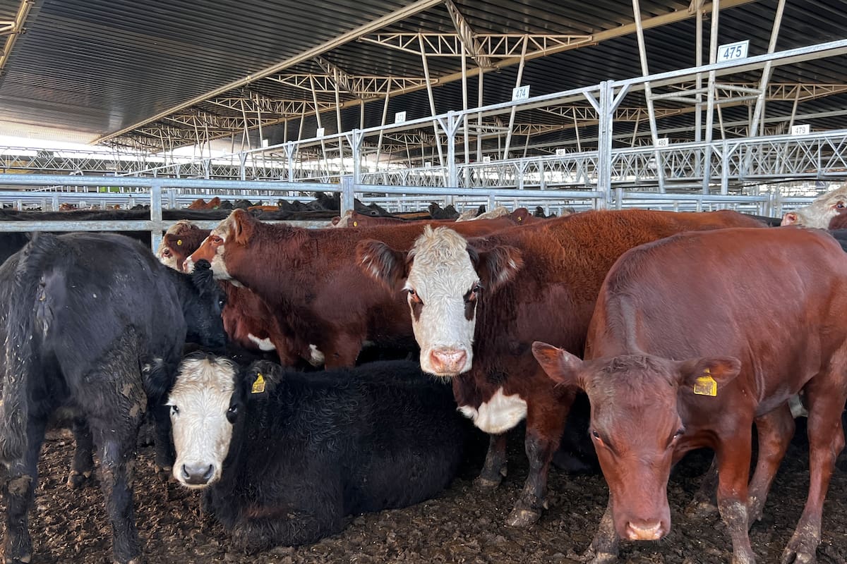 El informe de la BCR se refirió a los números de la faena de noviembre: un 32% de los envíos totales pertenecieron a hembras jóvenes, con unas 373.280 cabezas