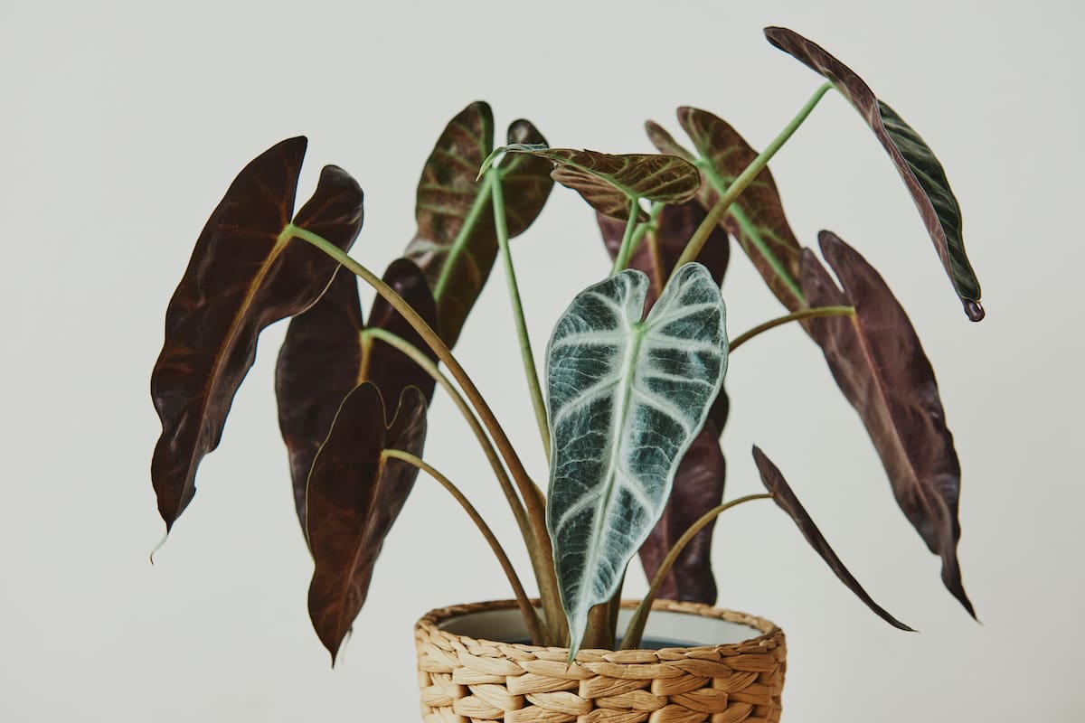El ingrediente que tenés en el botiquín y que puede ‘resucitar’ a tu planta marchita en una sola noche (Foto: Freepik)