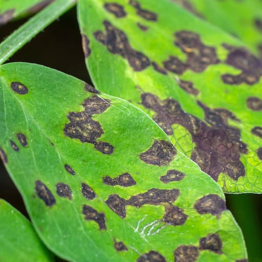 El ingreso de un hongo patógeno a un territorio donde nunca estuvo es peligroso porque no hay enemigos naturales en el ecosistema