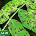 Alerta por un hongo que llegó al país y puede expandirse desde las vides hacia los jardines