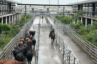 Comenzó la semana con subas en el Mercado Agroganadero de Cañuelas
