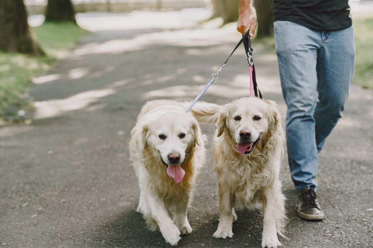 El ingreso promedio de un paseador de perros en Nueva York ronda los US$18,92 por hora