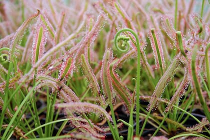 El inicio de la floración de una Drosera capensis.