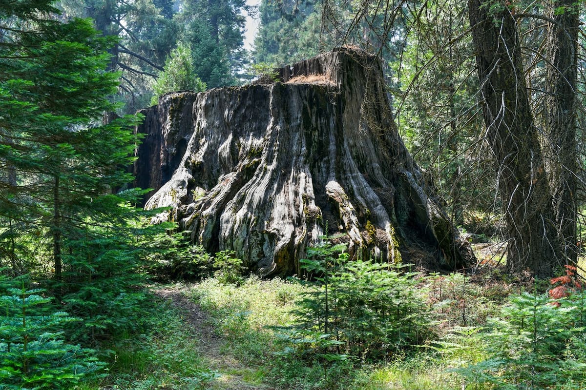 El inmenso tocón de casi cinco metros de diámetro de la secuoya de Mark Twain; cuando lo talaron tenía 100 metros de alto y había vivido 1341 años