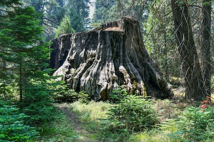 El inmenso tocón de casi cinco metros de diámetro de la secuoya de Mark Twain; cuando lo talaron tenía 100 metros de alto y había vivido 1341 años