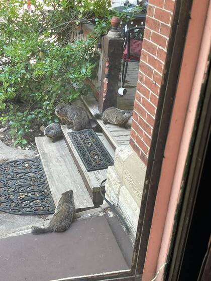 El inmueble se convirtió en un hogar para siete gatos, cinco marmotas y tres mapaches