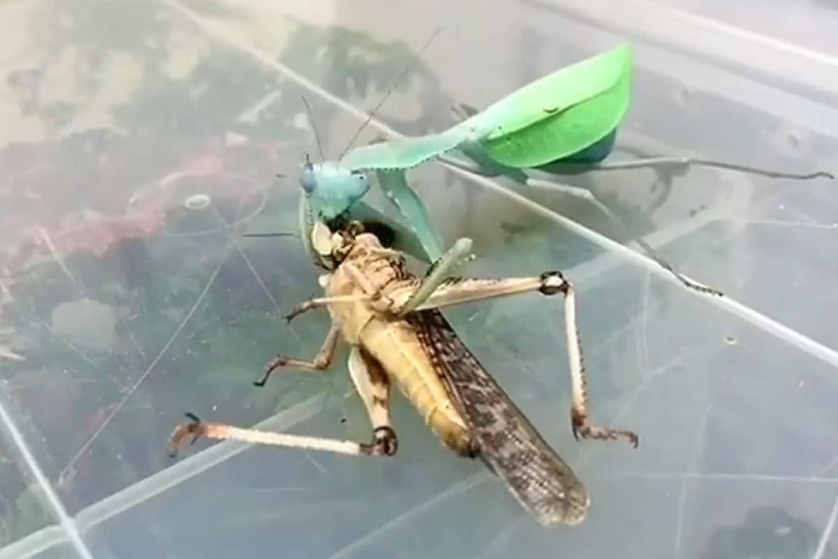 El insecto atrapa y deglute a su presa parte por parte en un video grabado con la técnica Timelapse, que comprime las tres horas del proceso en un solo minuto