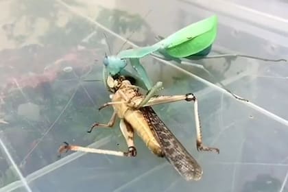 El insecto atrapa y deglute a su presa parte por parte en un video grabado con la técnica timelapse