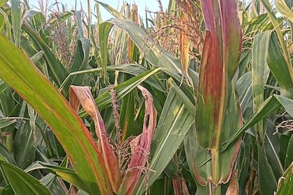 El insecto chicharrita Dalbulus maidis suele encontrarse más hacia el norte pero este año bajo hacia el sur
