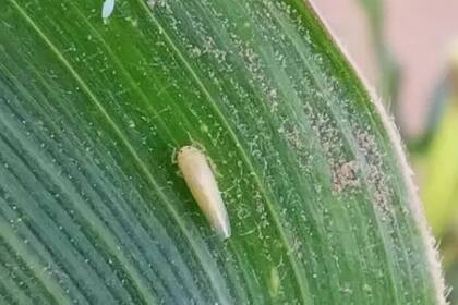 El insecto se expandió a la región central generando sorpresa