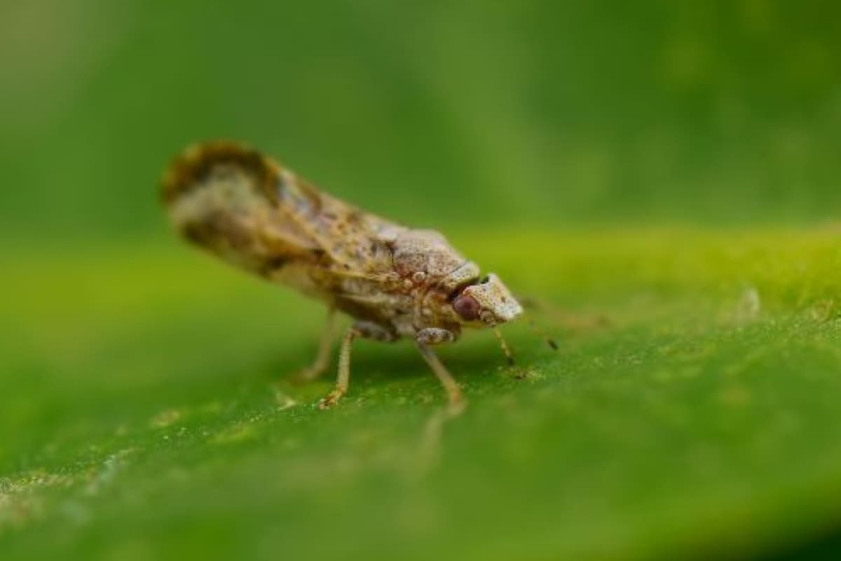 El insecto vector del HLB (Huanglongbing), la enfermedad que preocupa a los productores de cítricos a nivel mundial