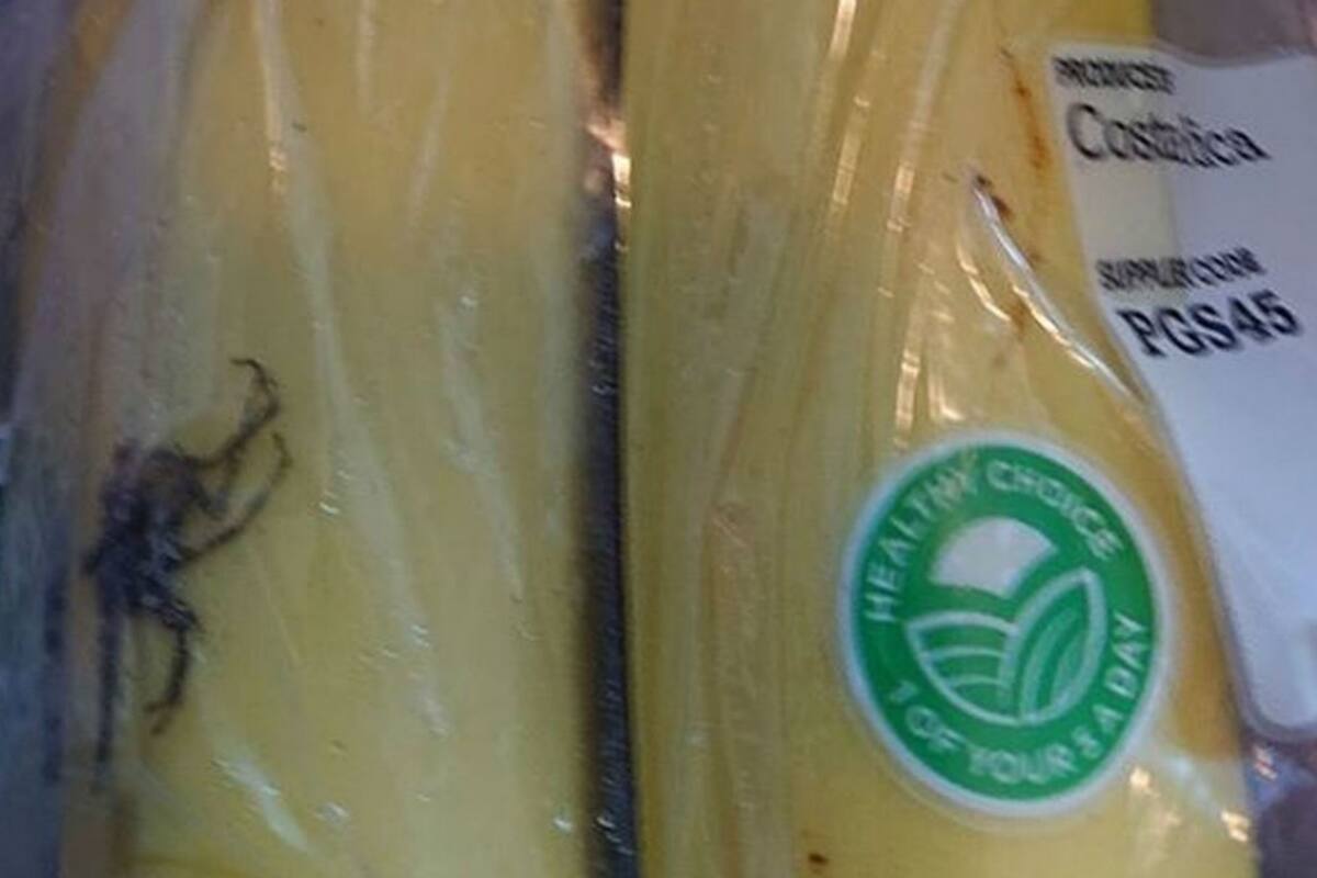 El insólito hallazgo ocurrió en Inglaterra. Fuente: Geoff Greenwood