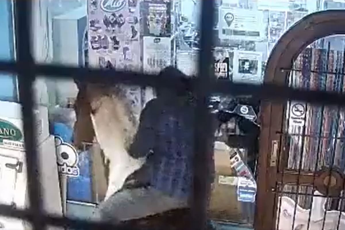El insólito momento en el que los ladrones ingresan a caballo a robar a un kiosko