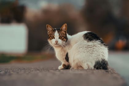 El instinto natural de los gatos que les permite regresar a su casa después de un largo paseo