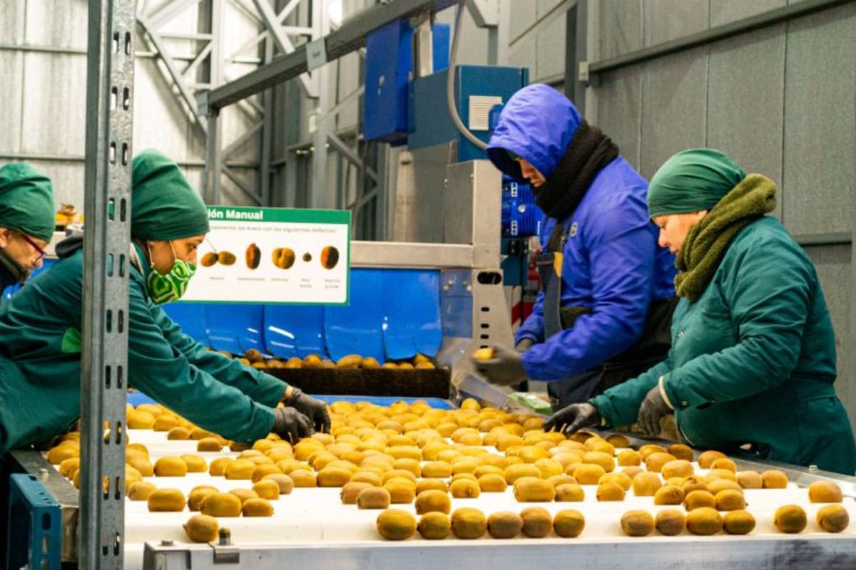 El INTA Balcarce junto con la Cooperativa Ecco Argentina ponen el foco en las prácticas de poscosecha para conservar la calidad del producto por más tiempo