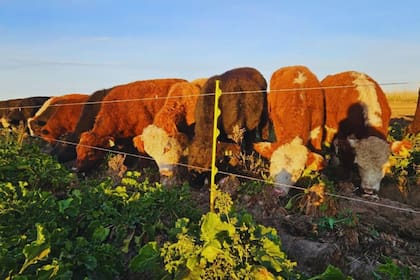 El INTA comparó novillos alimentados con el cultivo en pastoreo directo y con maíz a corral