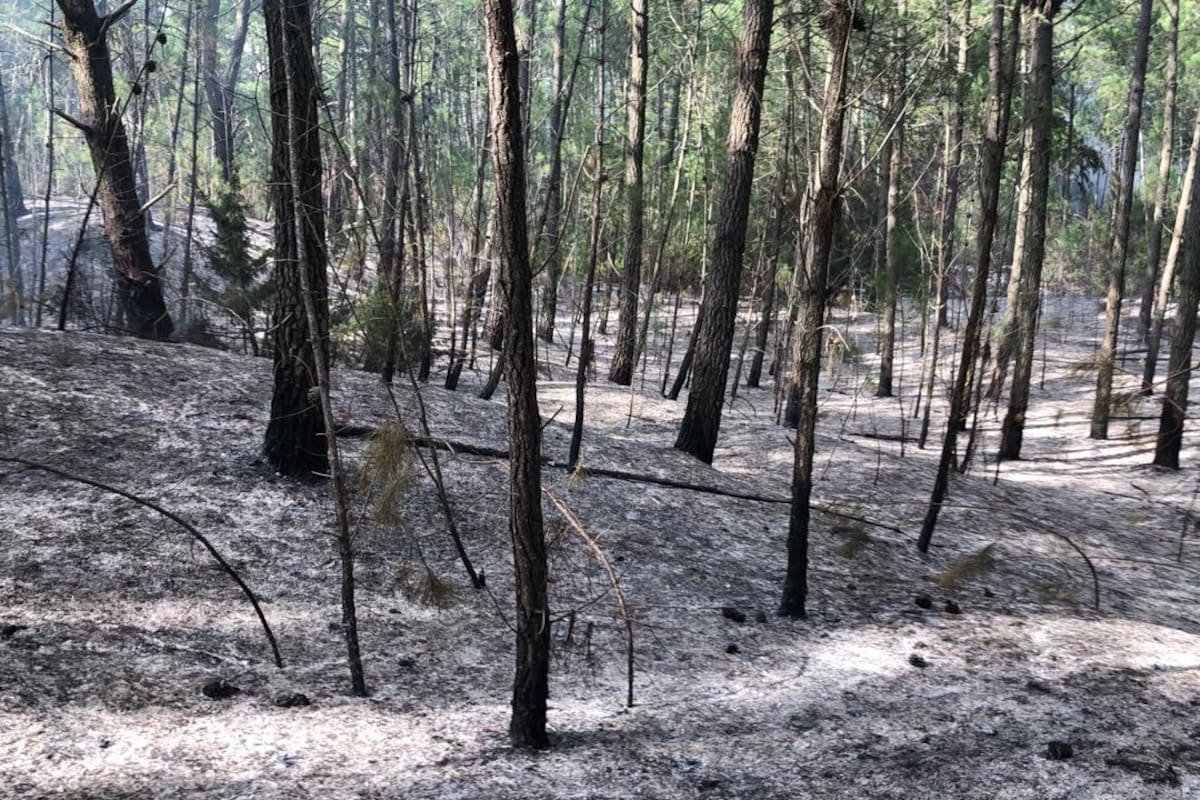 El intendente dice que los incendios son intencionales