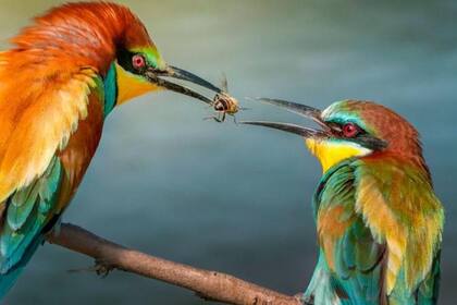 El intercambio de regalos entre animales es más común de lo que creemos.