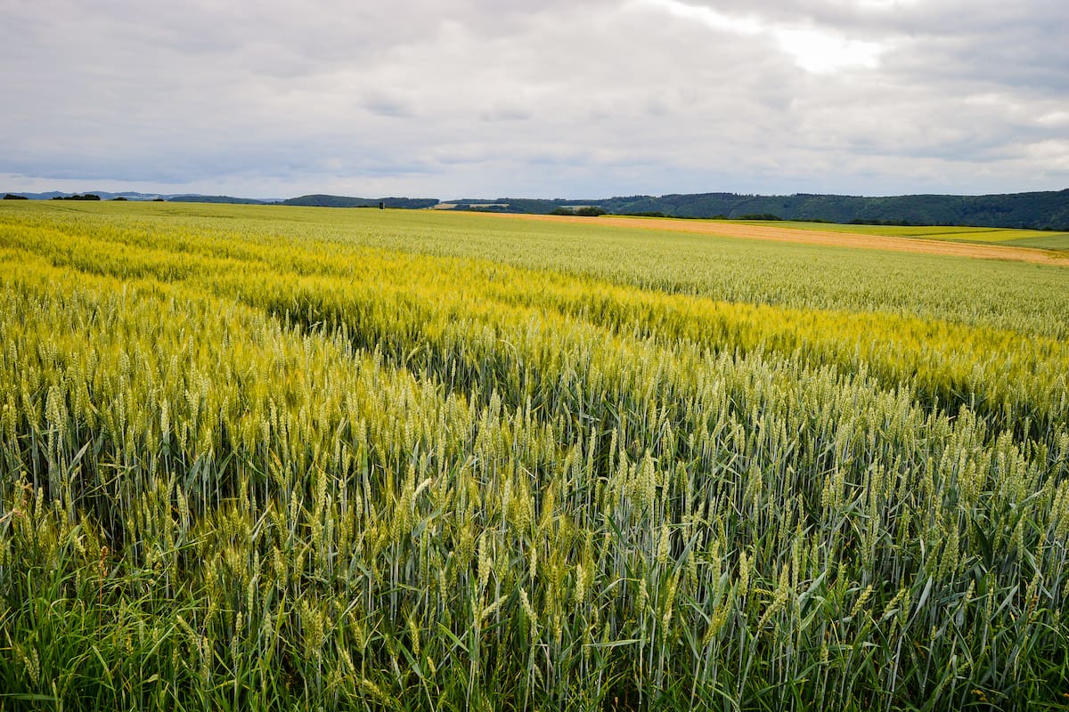 "El interés por la compra de campos sigue siendo sólido, aunque el clima y las retenciones juegan un rol decisivo en las operaciones", informó Abel Real, presidente de la Cámara Argentina de Inmobiliarias Rurales