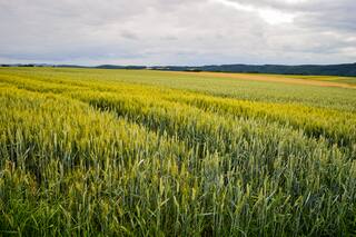 Tras una caída en diciembre, vaticinan una recuperación del mercado de campos para el 2025