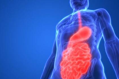 El intestino también es conocido como el segundo cerebro