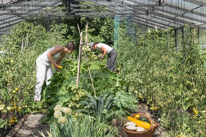 El invernáculo, a fin del verano, en plena producción. Mele y Ana cosechando zucchinis y zapallos ‘Patisson’.